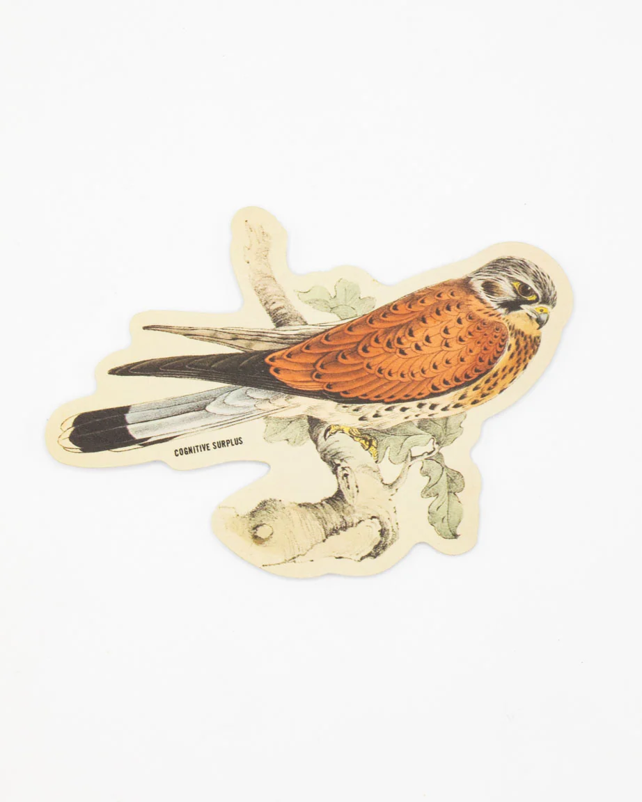 American Kestril Sticker - Image 2