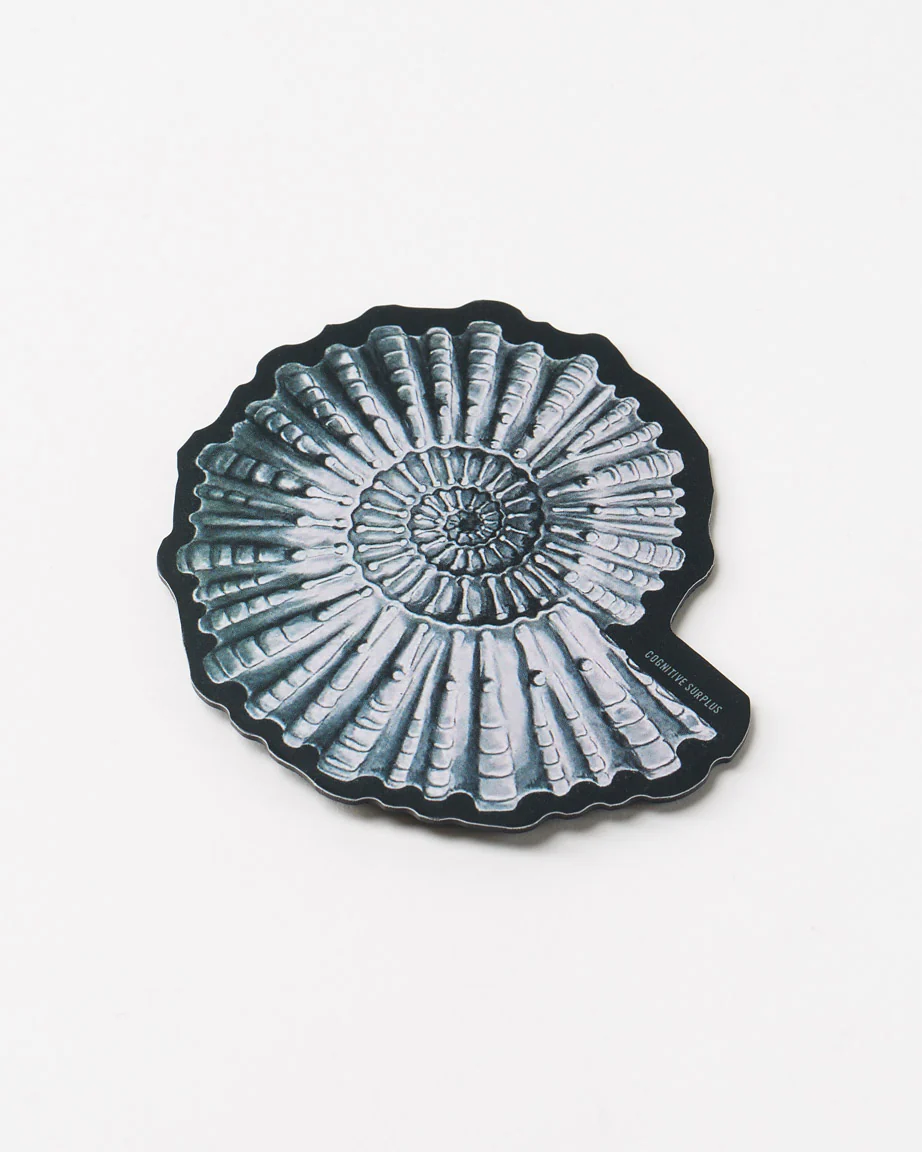 Ammonite Fossil Magnet