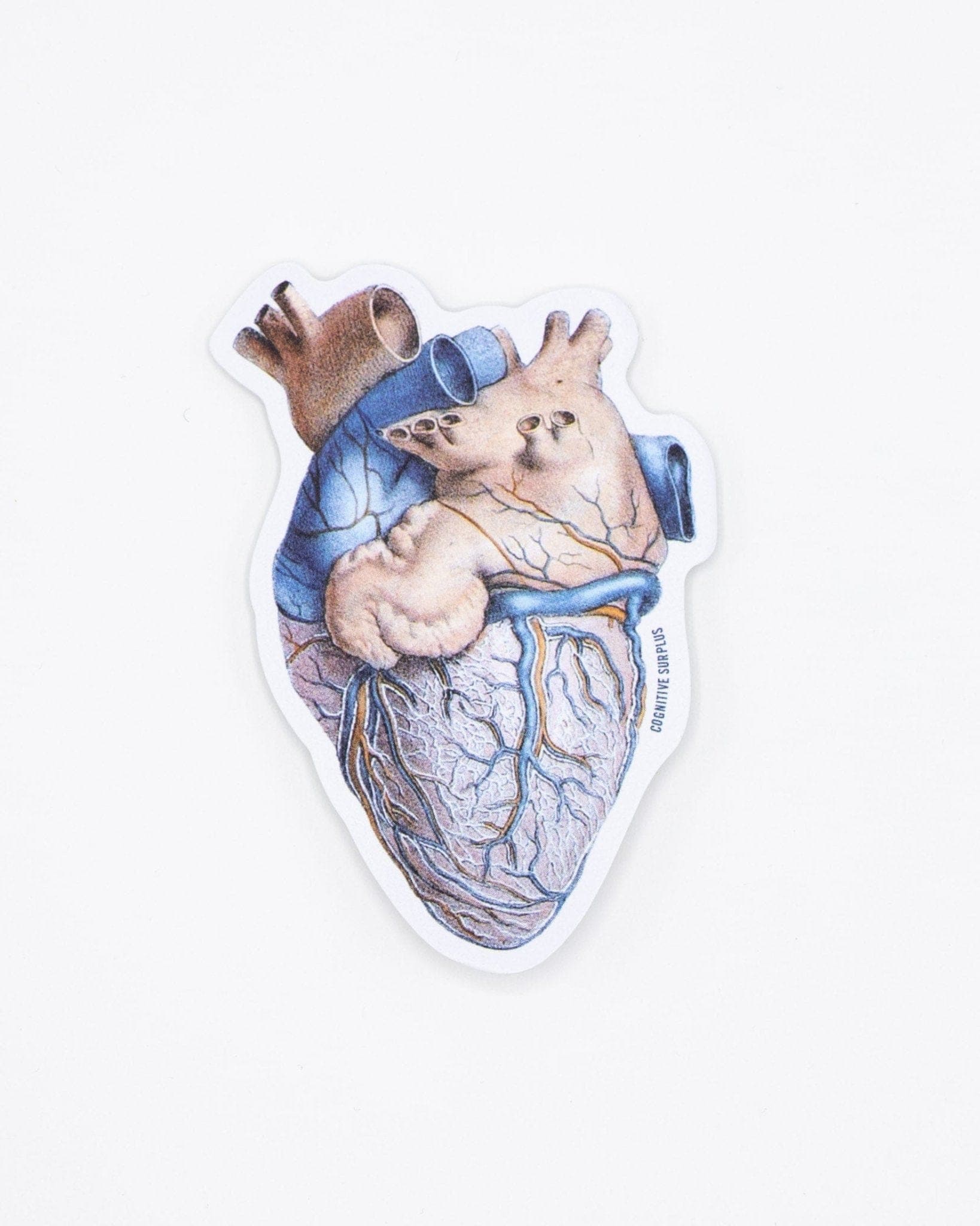 Anatomical Heart Sticker - Image 2