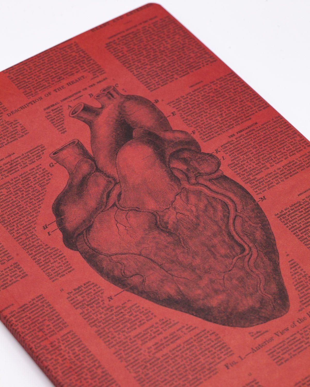 Anatomical Heart Softcover Notebook - Lined - Image 5