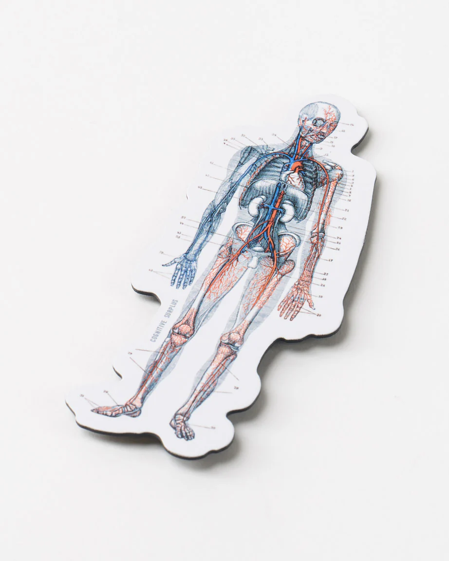 Anatomy Magnet