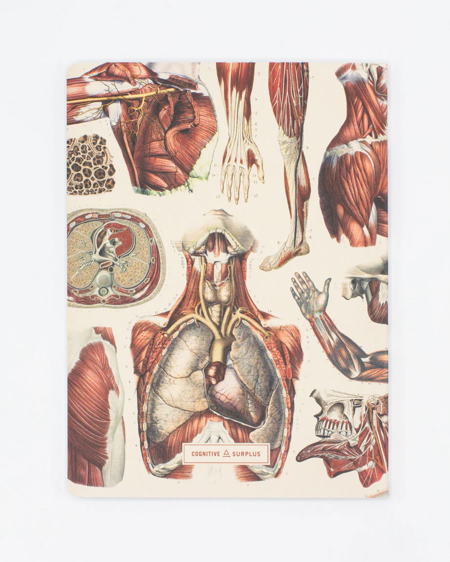 Anatomy: Muscles Softcover Notebook - Lined - Image 2