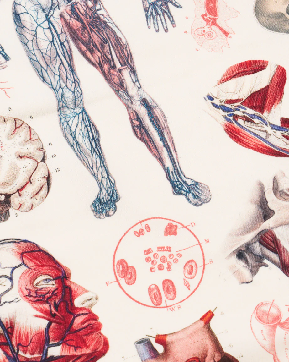 Anatomy Eco Pet Bandana - Image 2