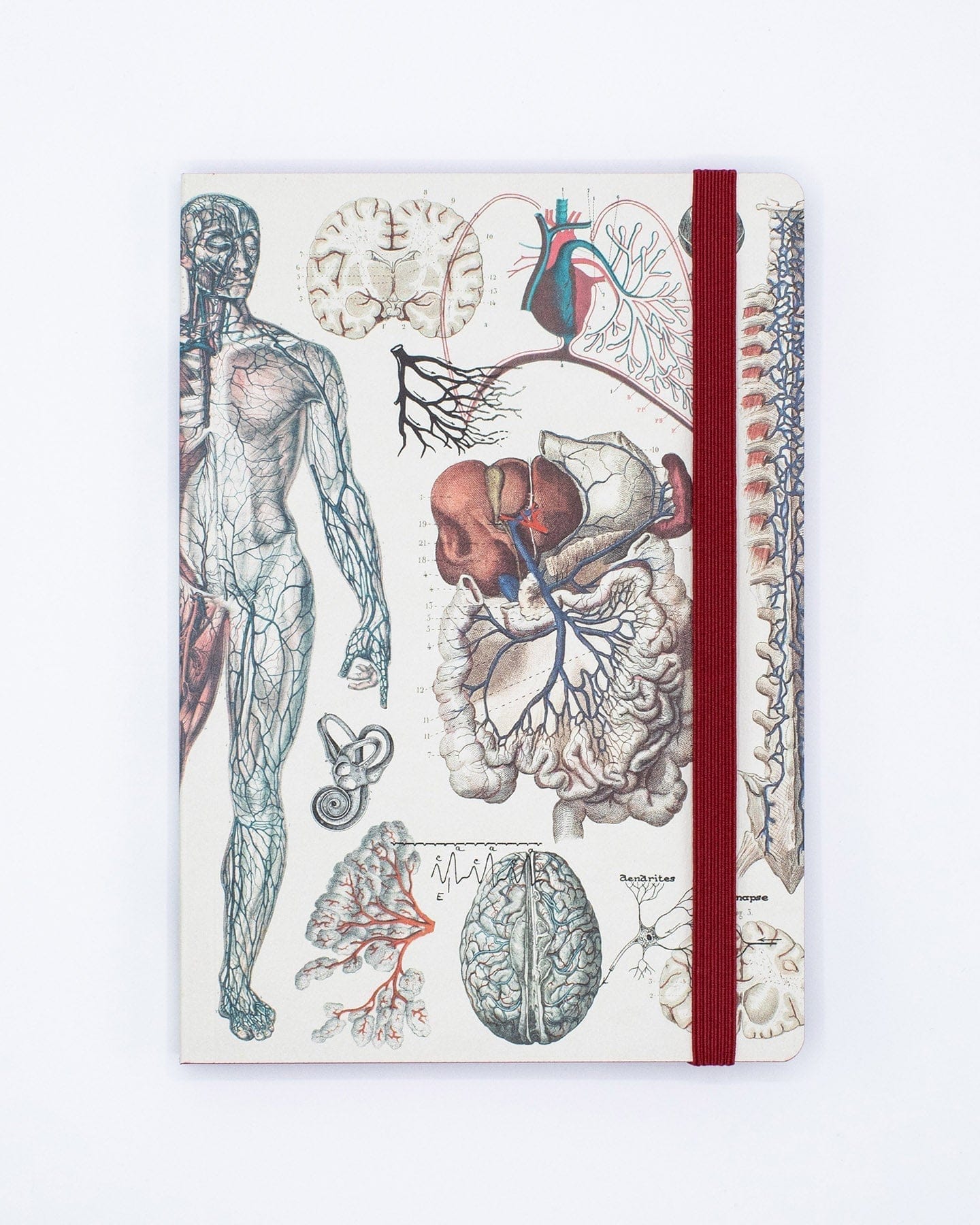 Anatomy & Physiology A5 Softcover Notebook