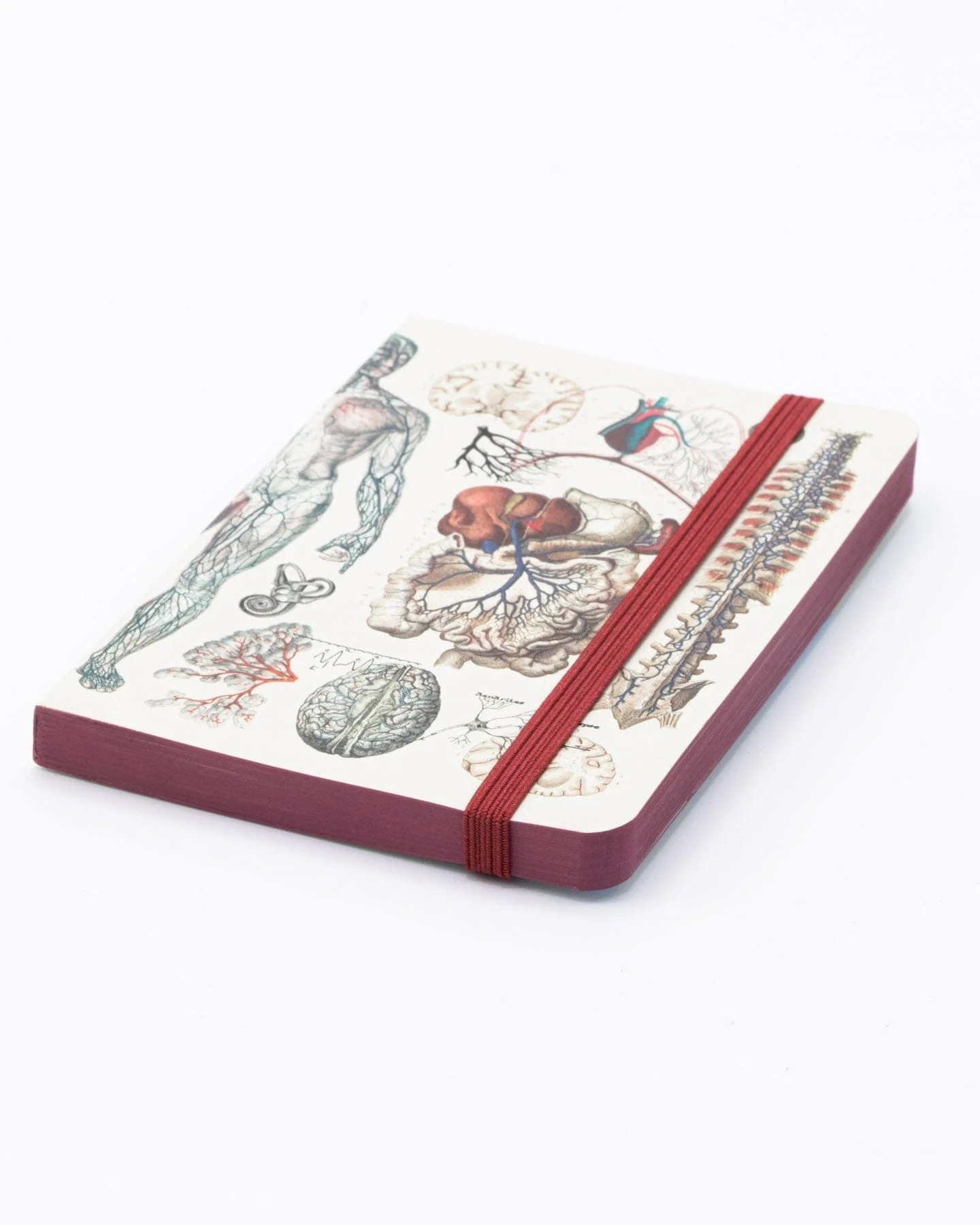 Anatomy & Physiology Observation Softcover - Image 2