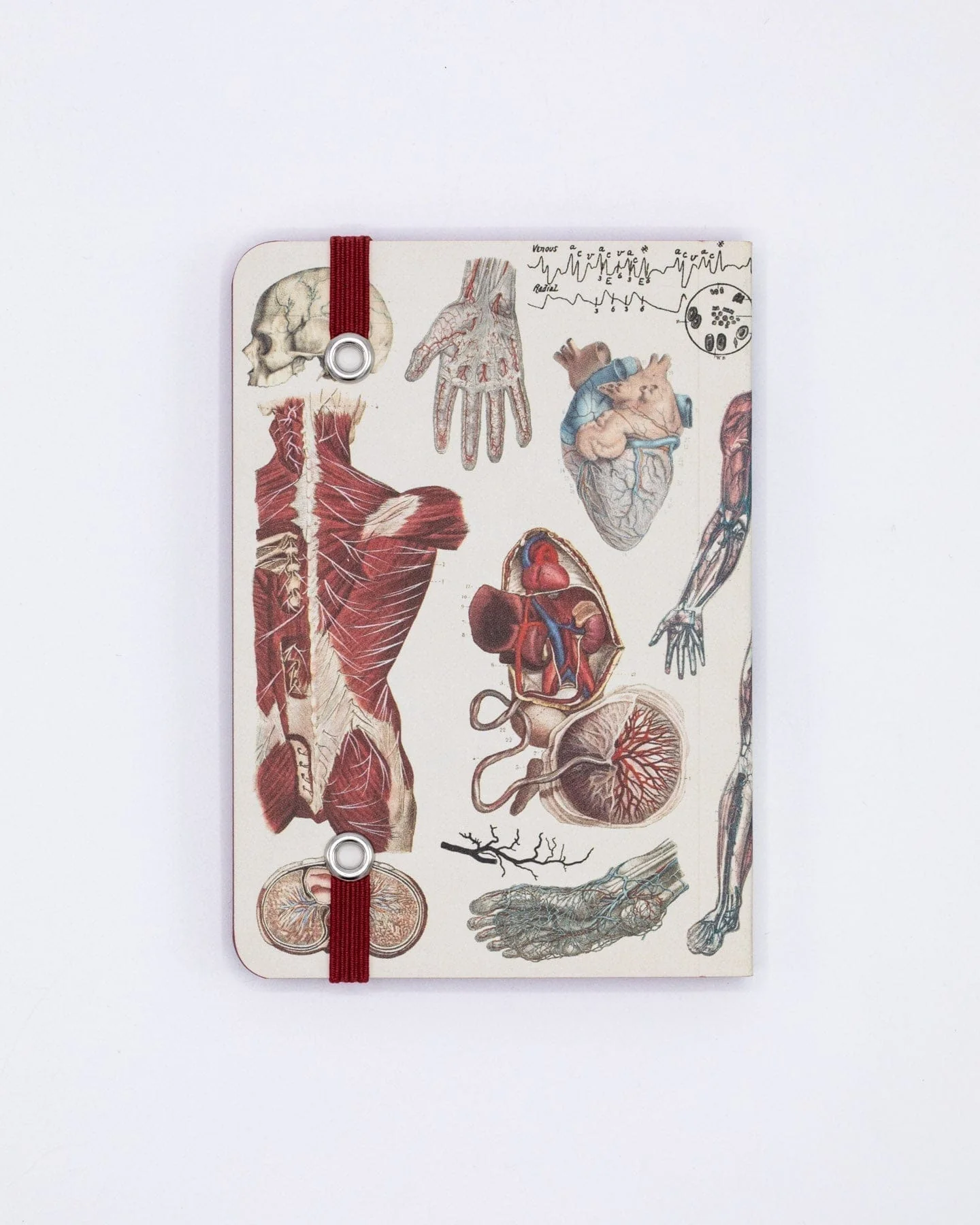 Anatomy & Physiology Observation Softcover - Image 3