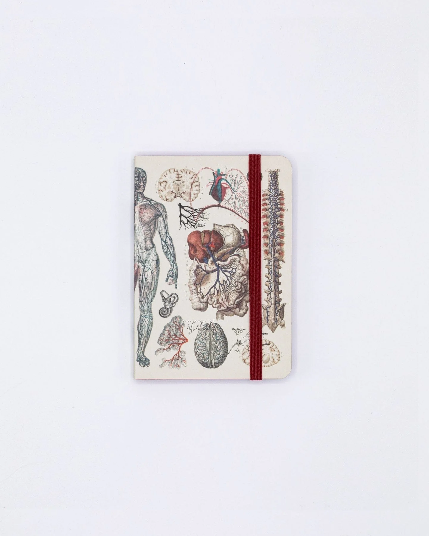 Anatomy & Physiology Observation Softcover - Image 4