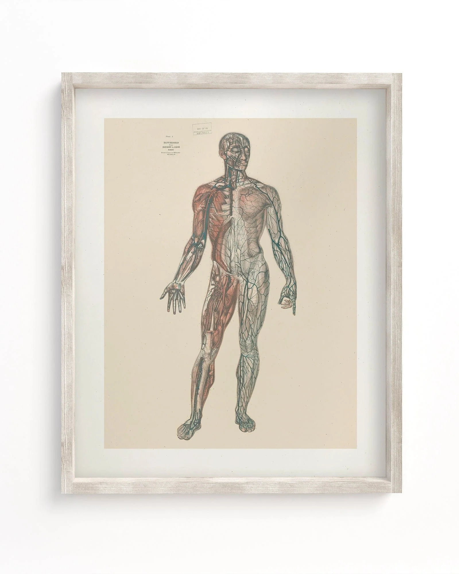 Anatomy Medical Illustration Museum Print