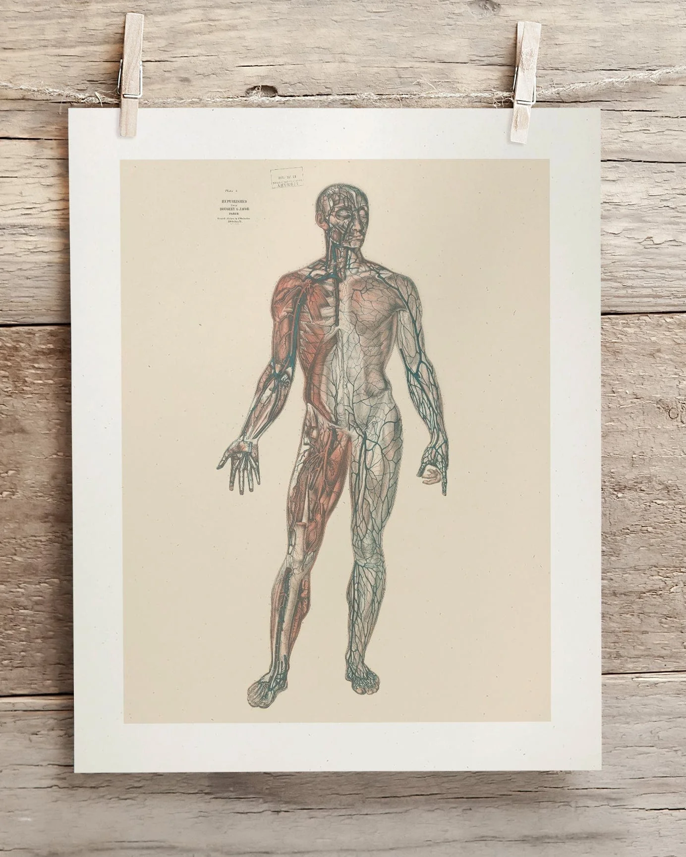 Anatomy Medical Illustration Museum Print - Image 2