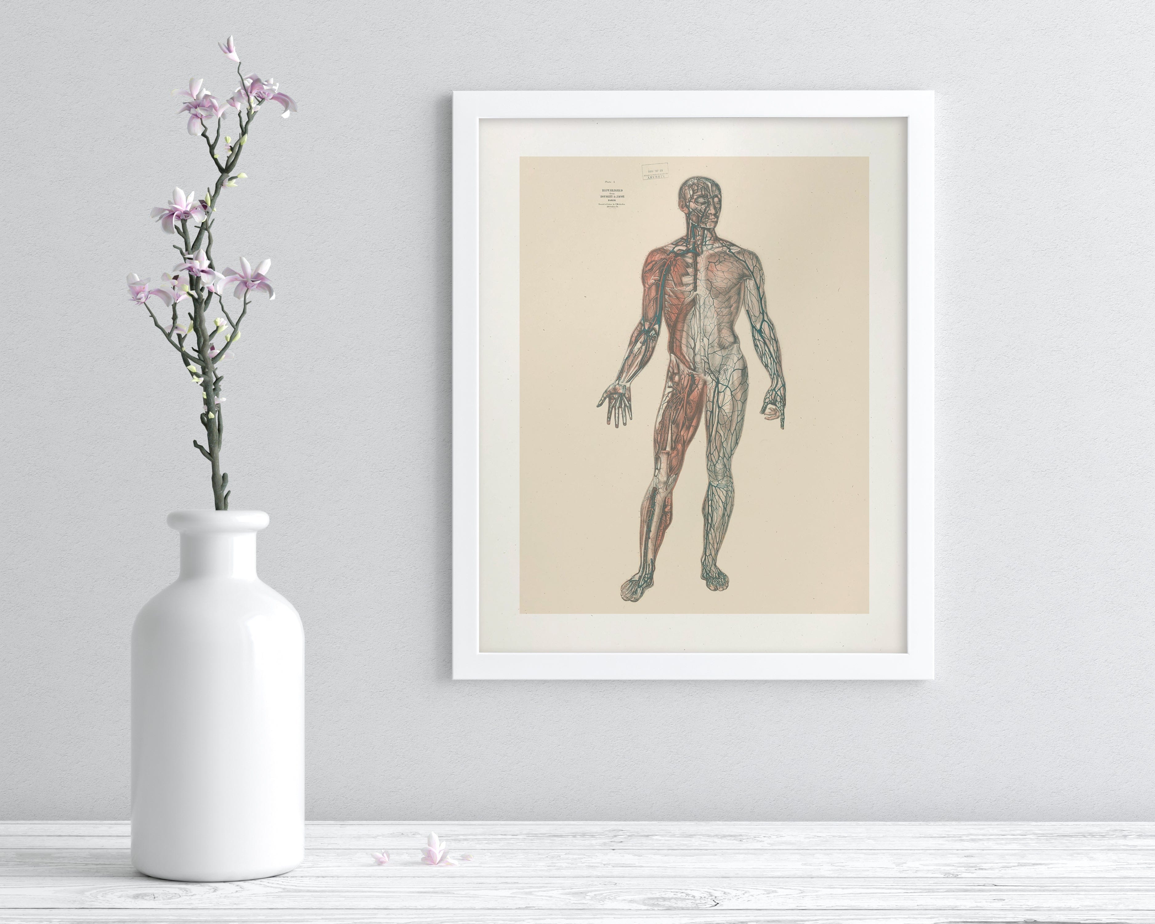 Anatomy Medical Illustration Museum Print - Image 3