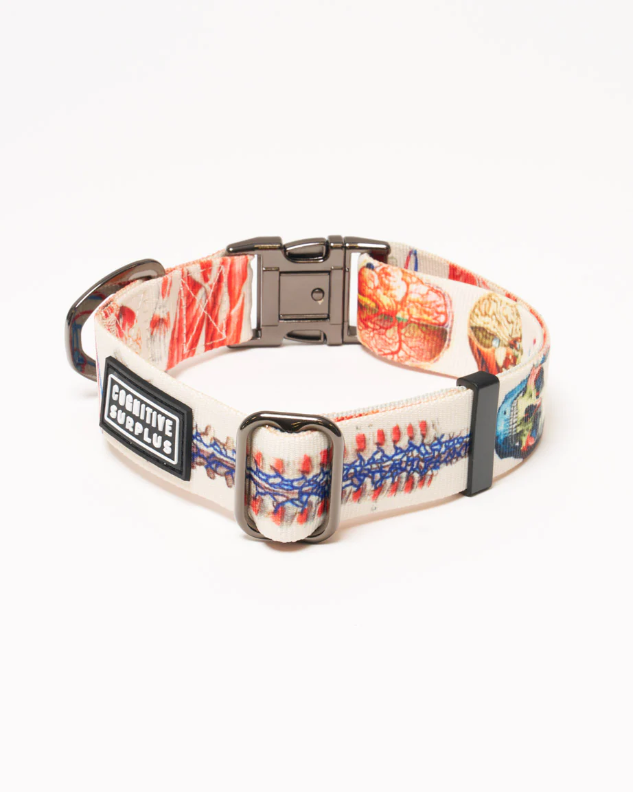 Anatomy Eco Pet Collar - Image 3