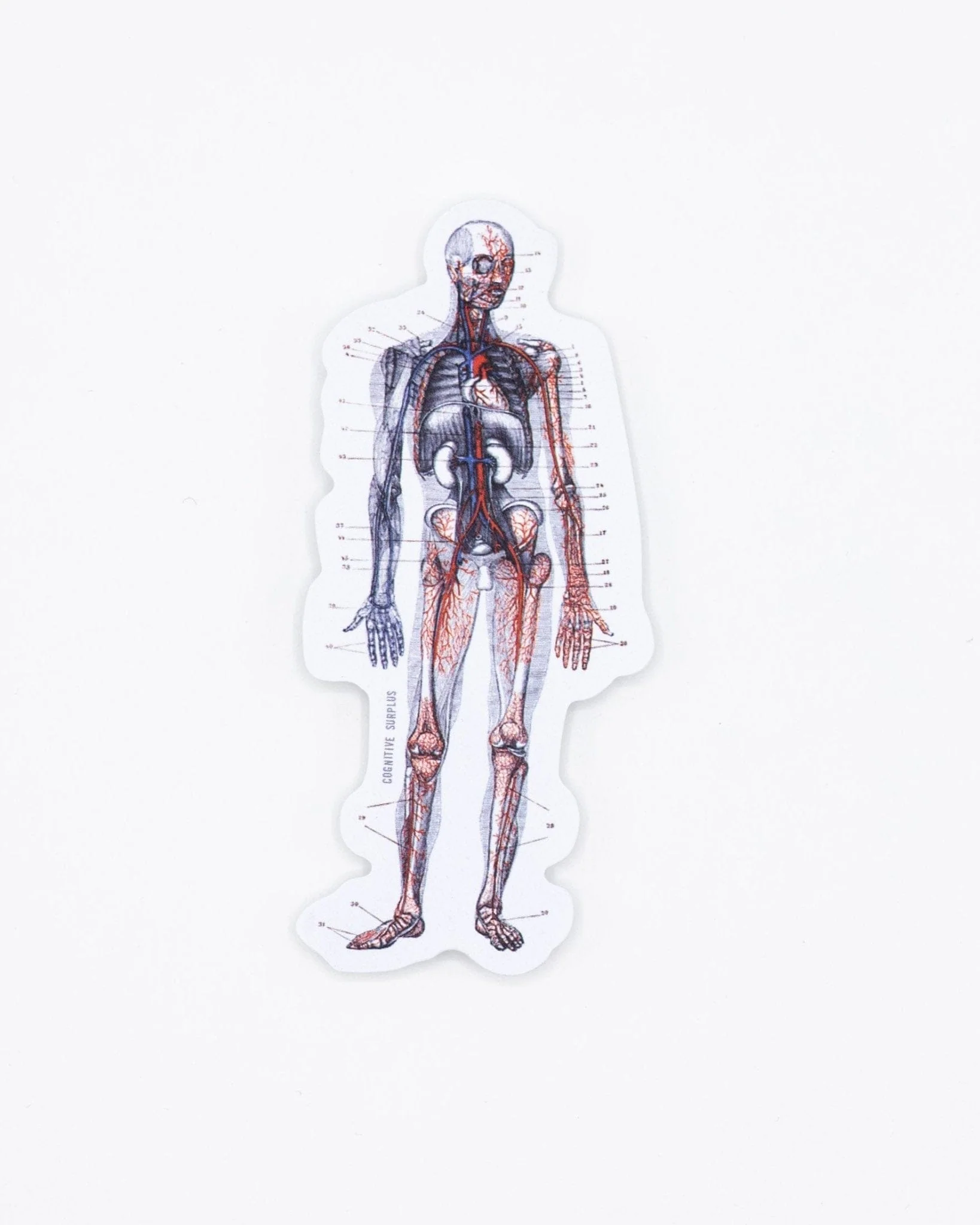Anatomy Sticker - Image 2