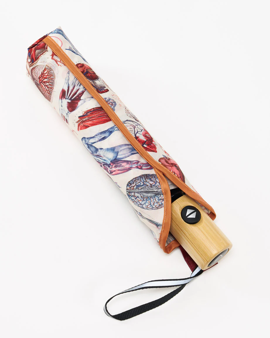 Anatomy Umbrella - Image 3
