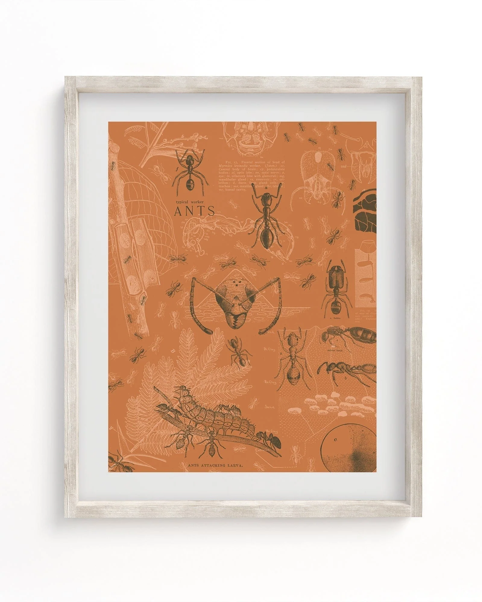 Ants Scientific Illustration Museum Print