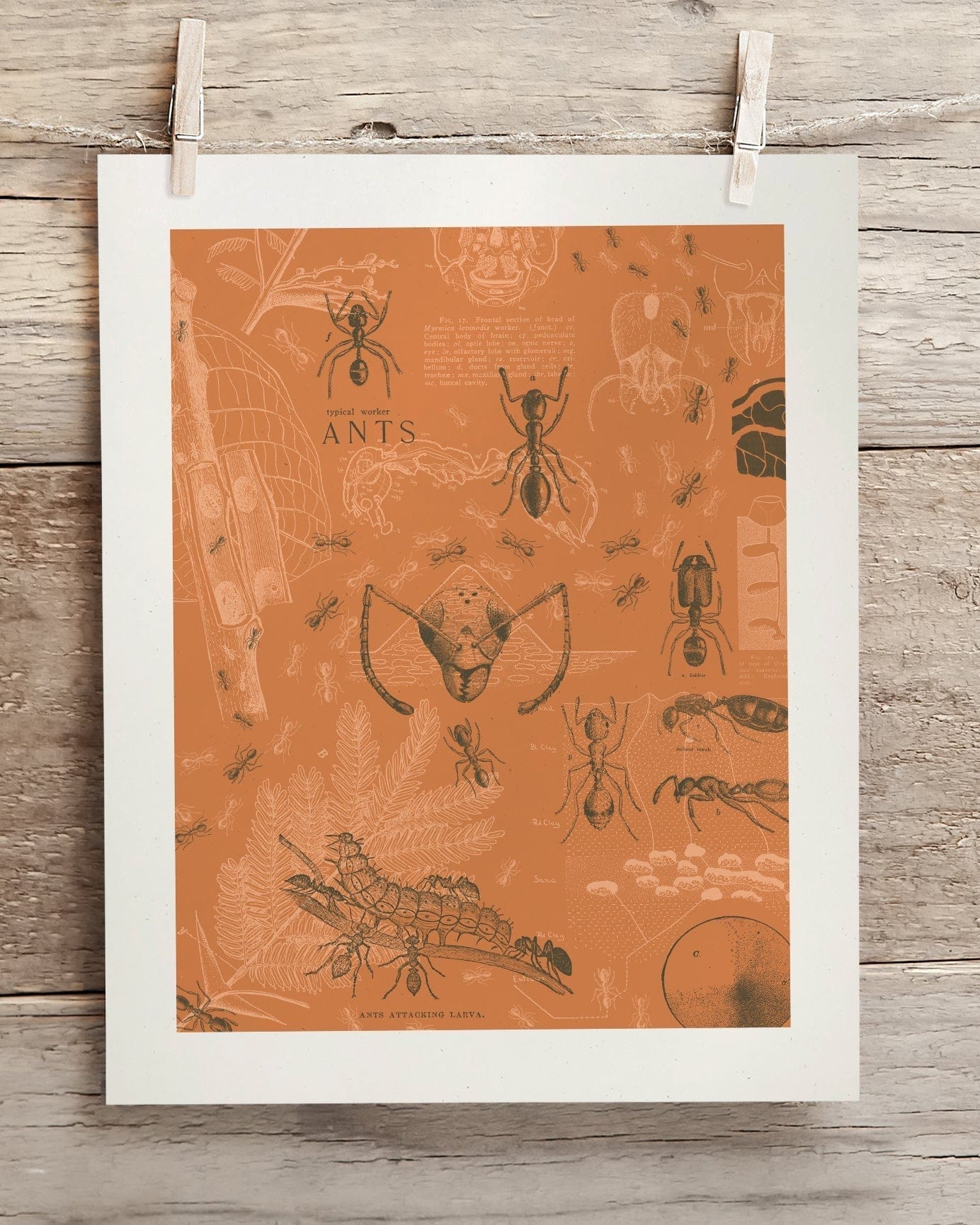 Ants Scientific Illustration Museum Print - Image 2