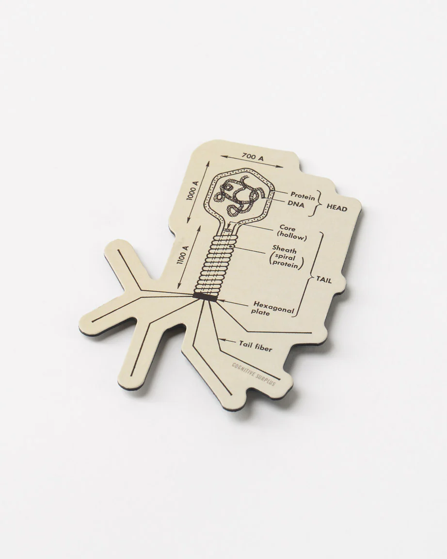 Bacteriophage Magnet