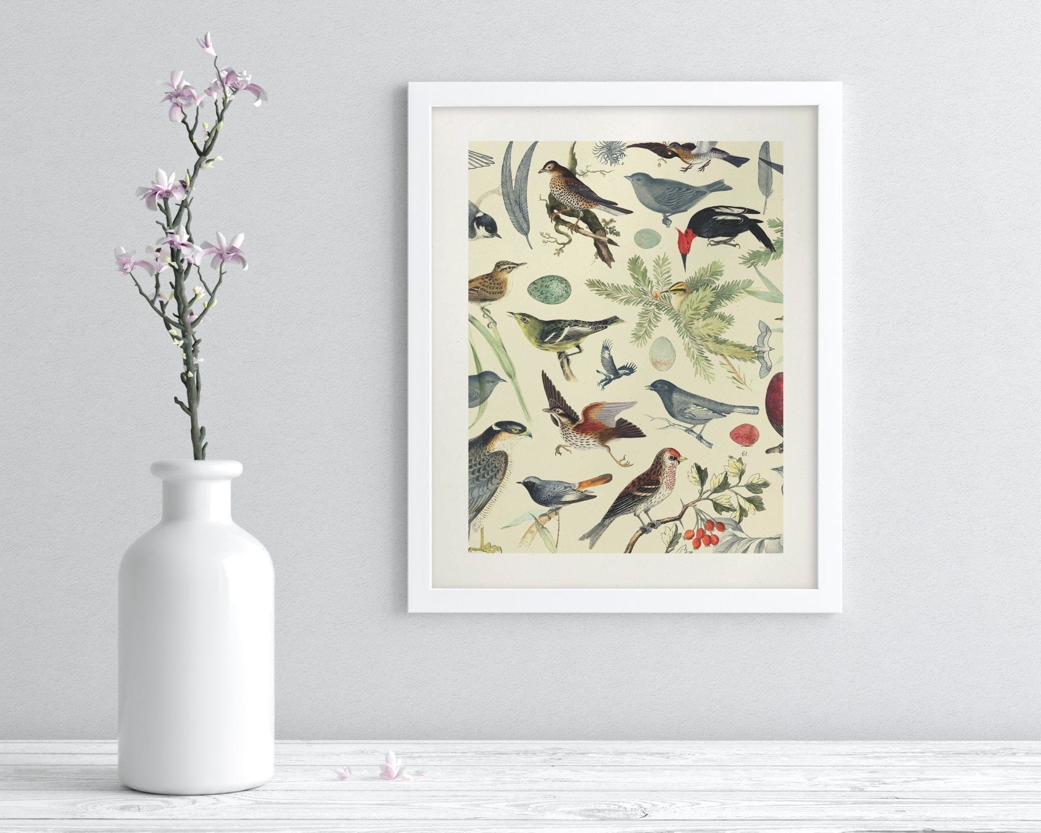 Birds Scientific Illustration Museum Print - Image 3