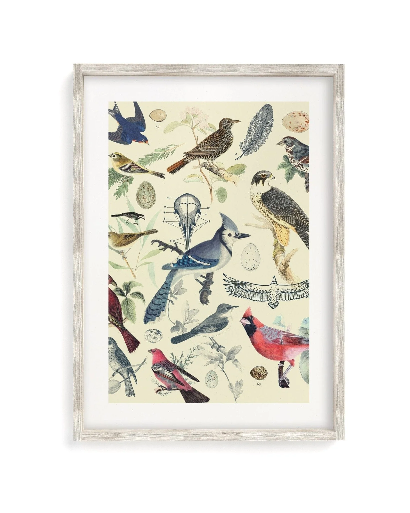 Birds Scientific Illustration Museum Print - Image 4