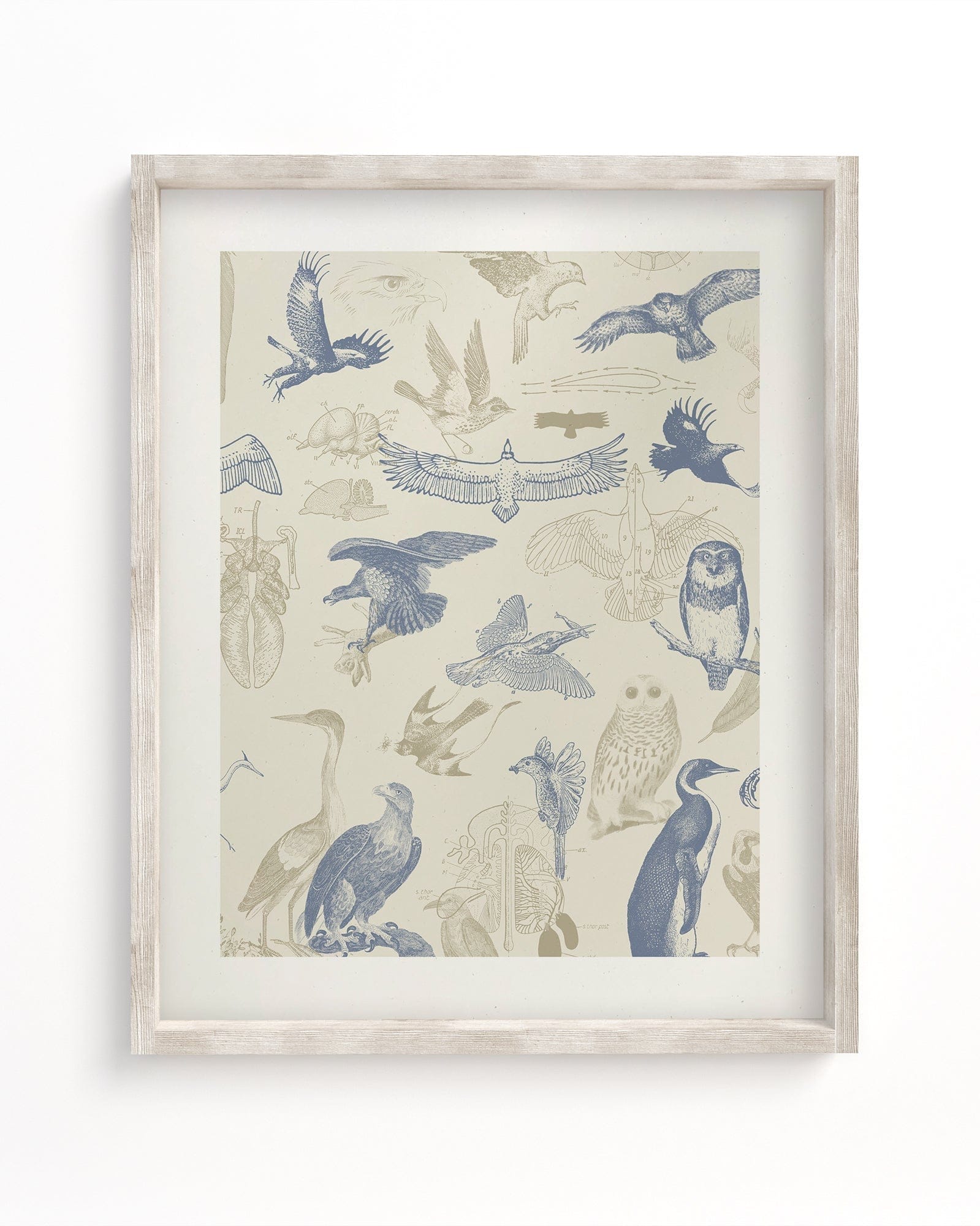 Birds of Prey Scientific Illustration Museum Print