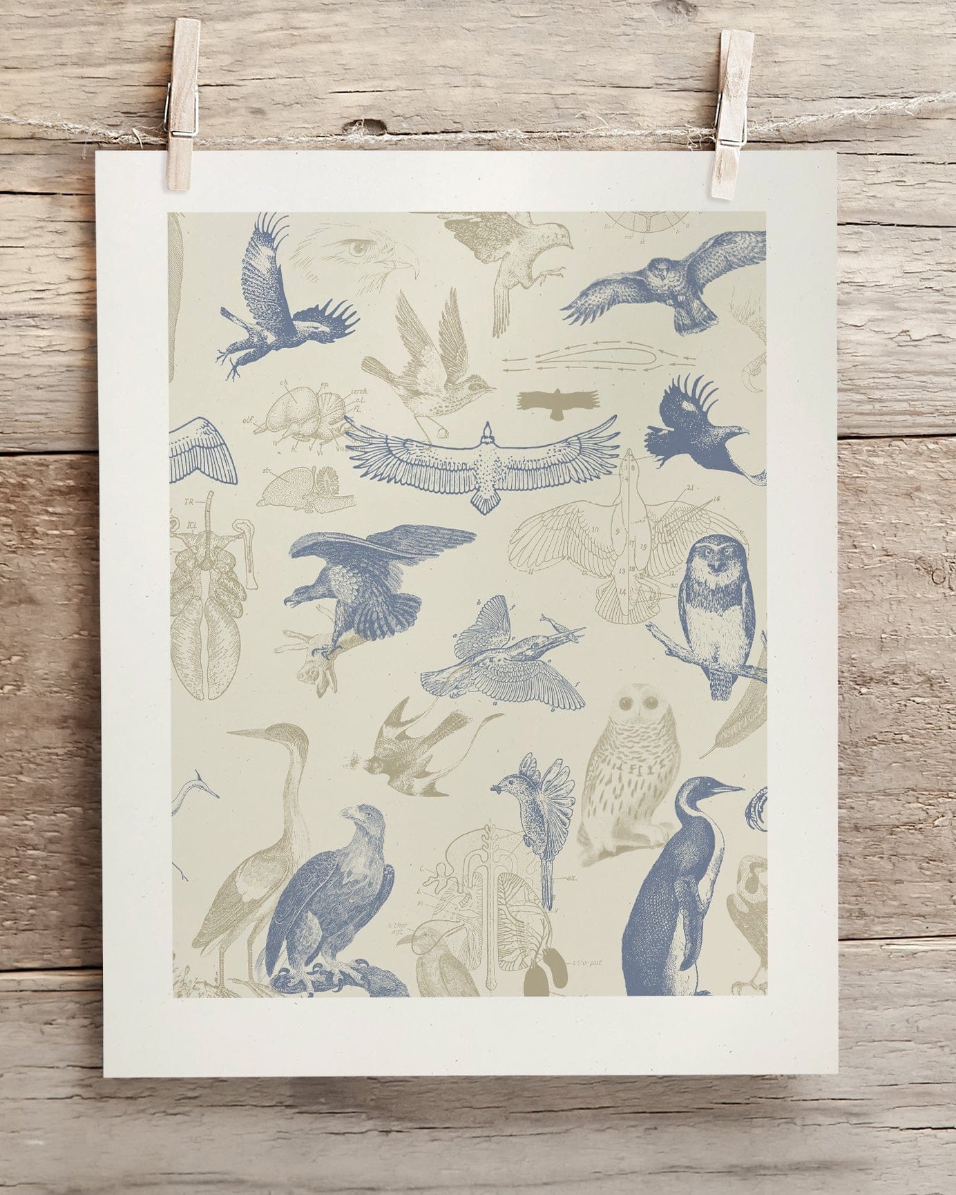 Birds of Prey Scientific Illustration Museum Print - Image 2