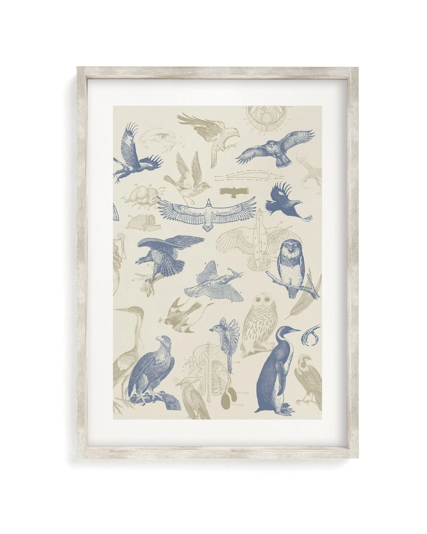 Birds of Prey Scientific Illustration Museum Print - Image 4