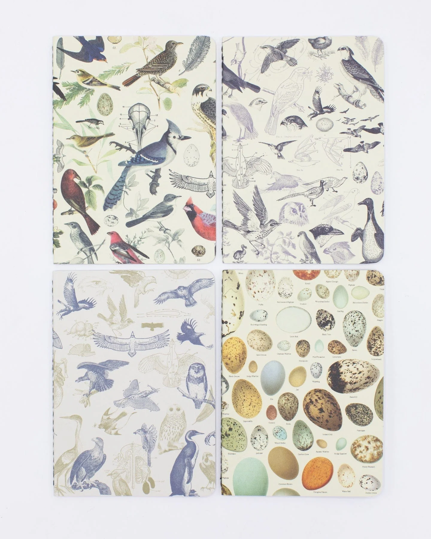 Birds: Ornithology Pocket Notebook 4-pack - Image 4