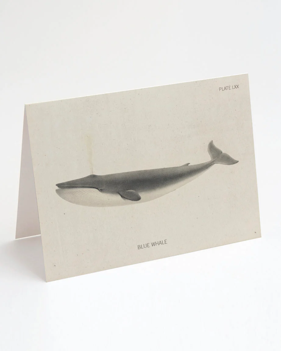 Blue Whale Card