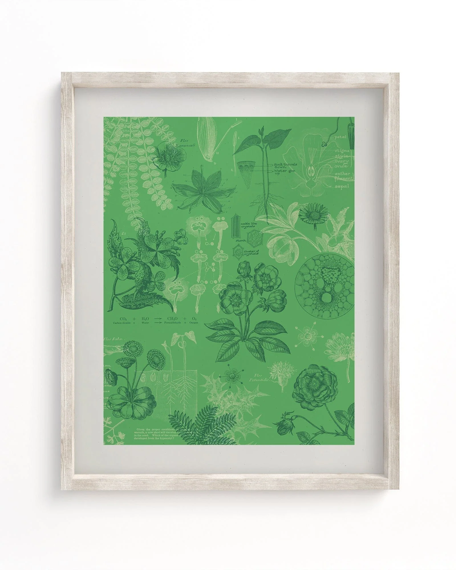 Botany Scientific Illustration Museum Print