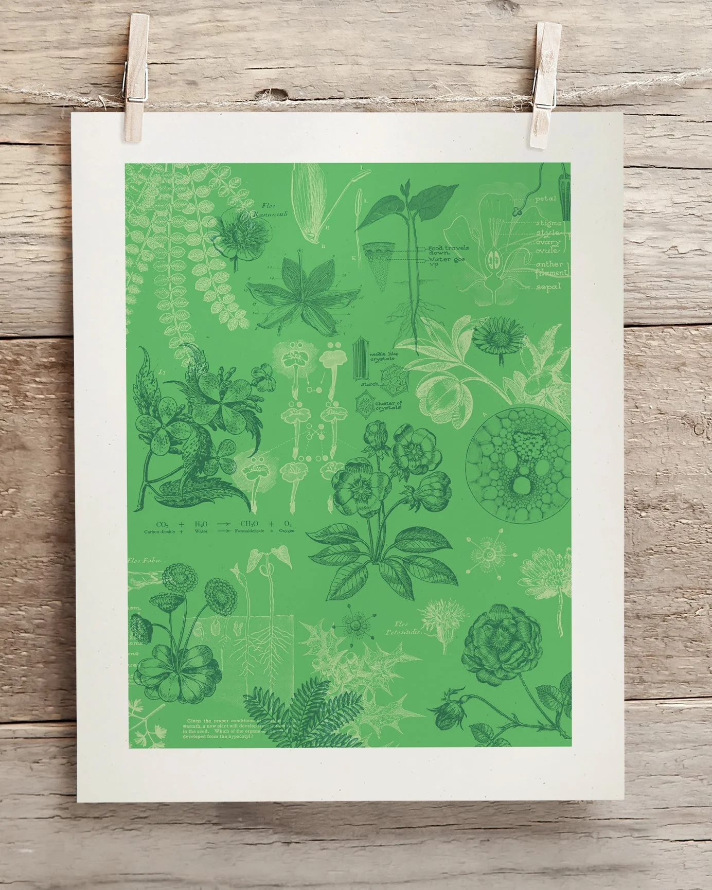 Botany Scientific Illustration Museum Print - Image 2