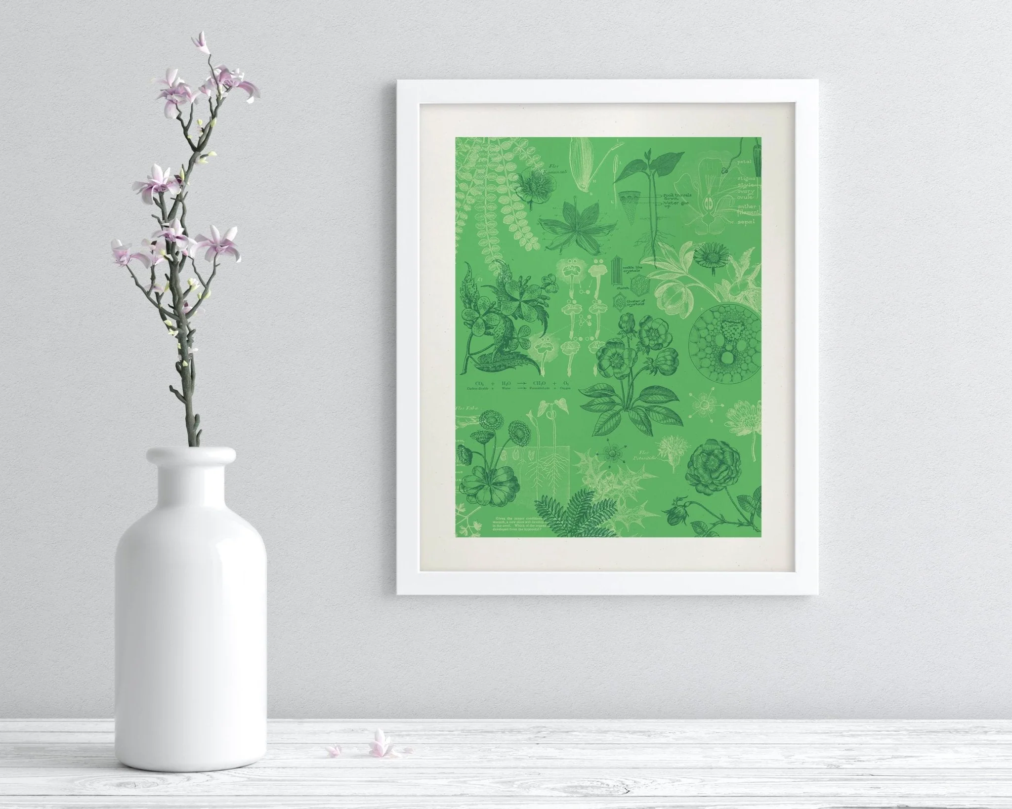 Botany Scientific Illustration Museum Print - Image 3