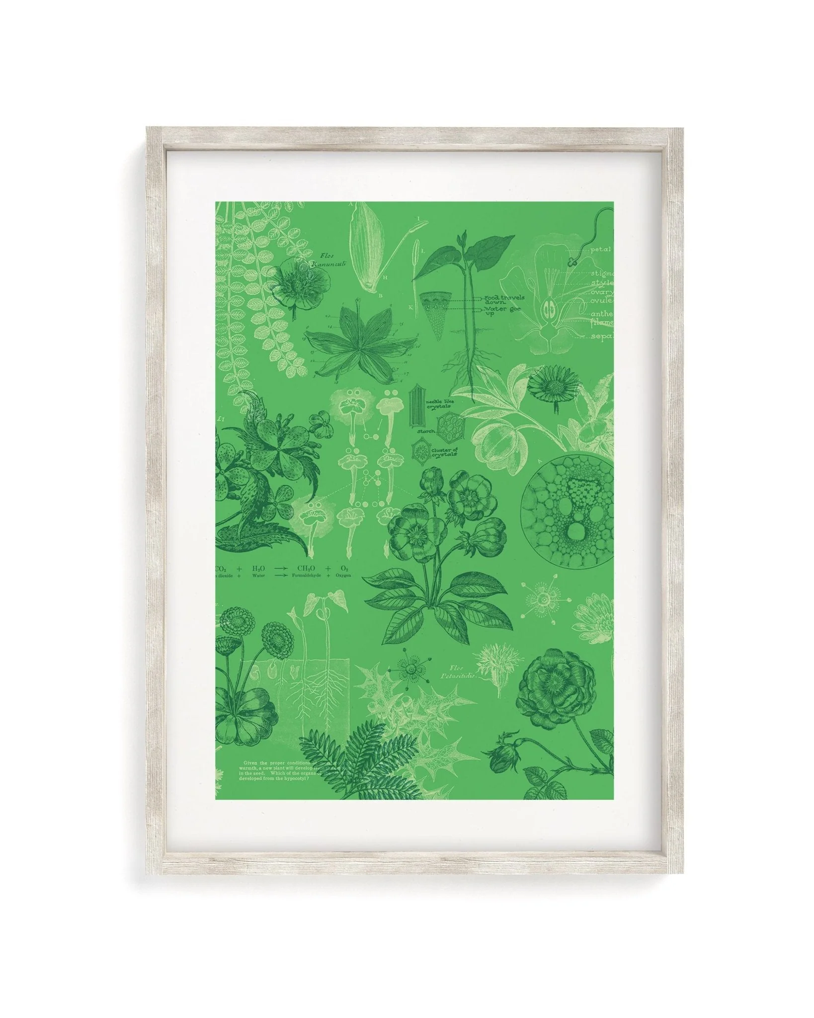 Botany Scientific Illustration Museum Print - Image 4