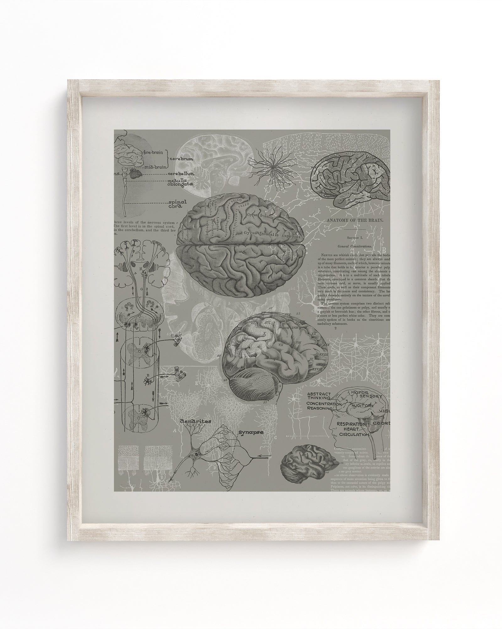 Brain Anatomy Scientific Illustration Museum Print