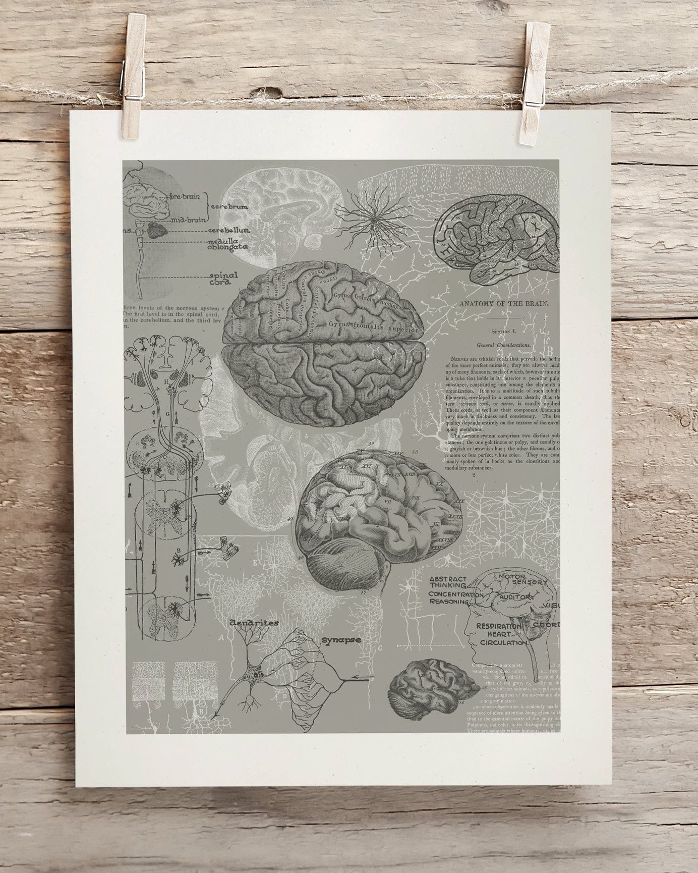 Brain Anatomy Scientific Illustration Museum Print - Image 2