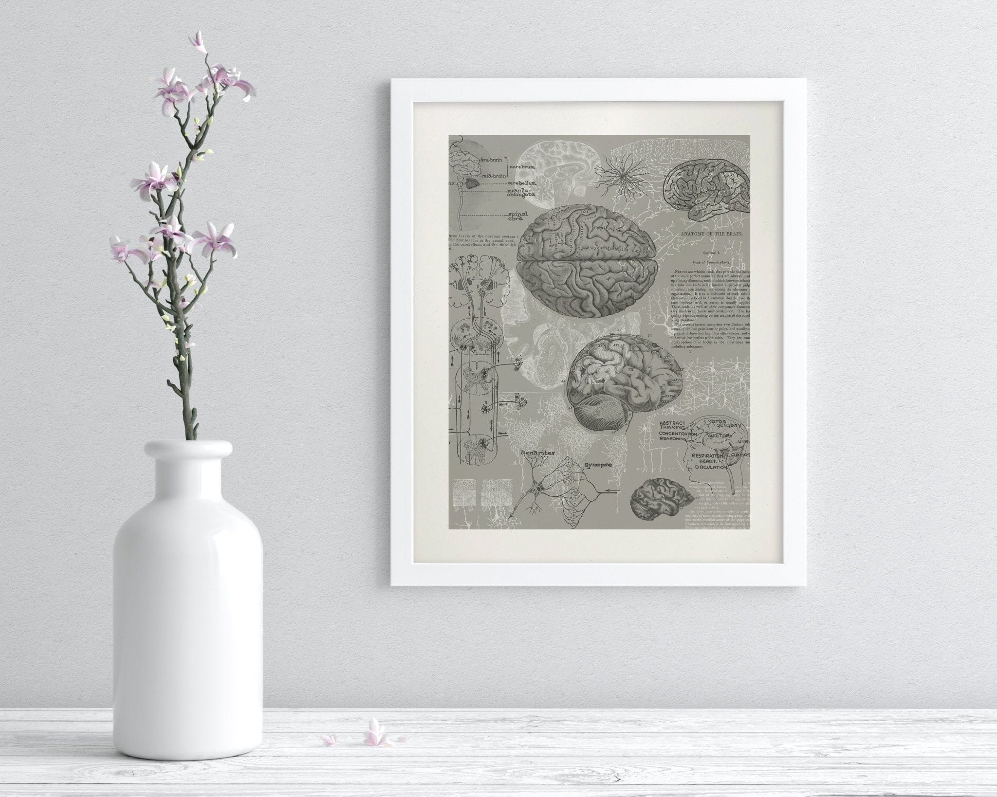 Brain Anatomy Scientific Illustration Museum Print - Image 3