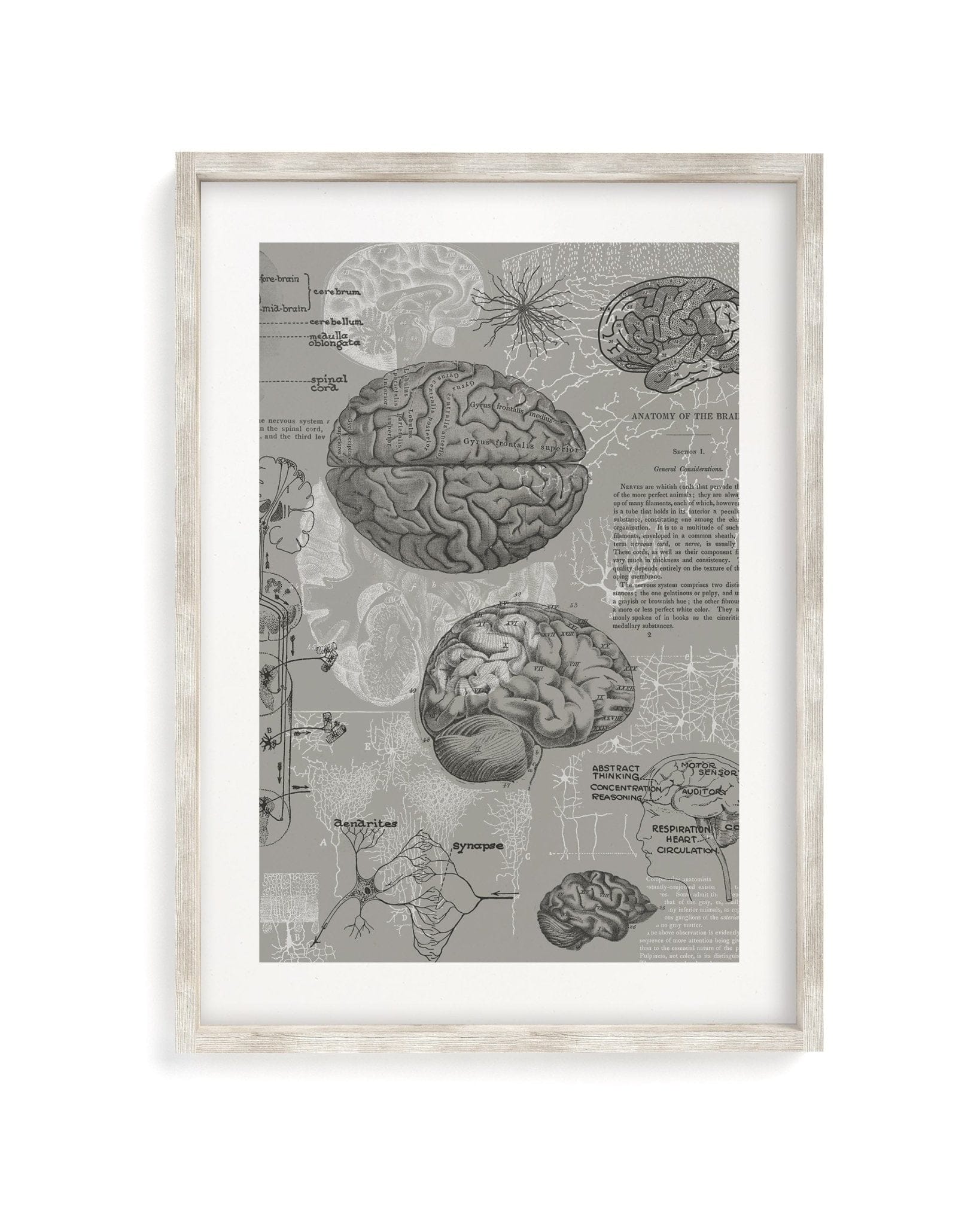 Brain Anatomy Scientific Illustration Museum Print - Image 4