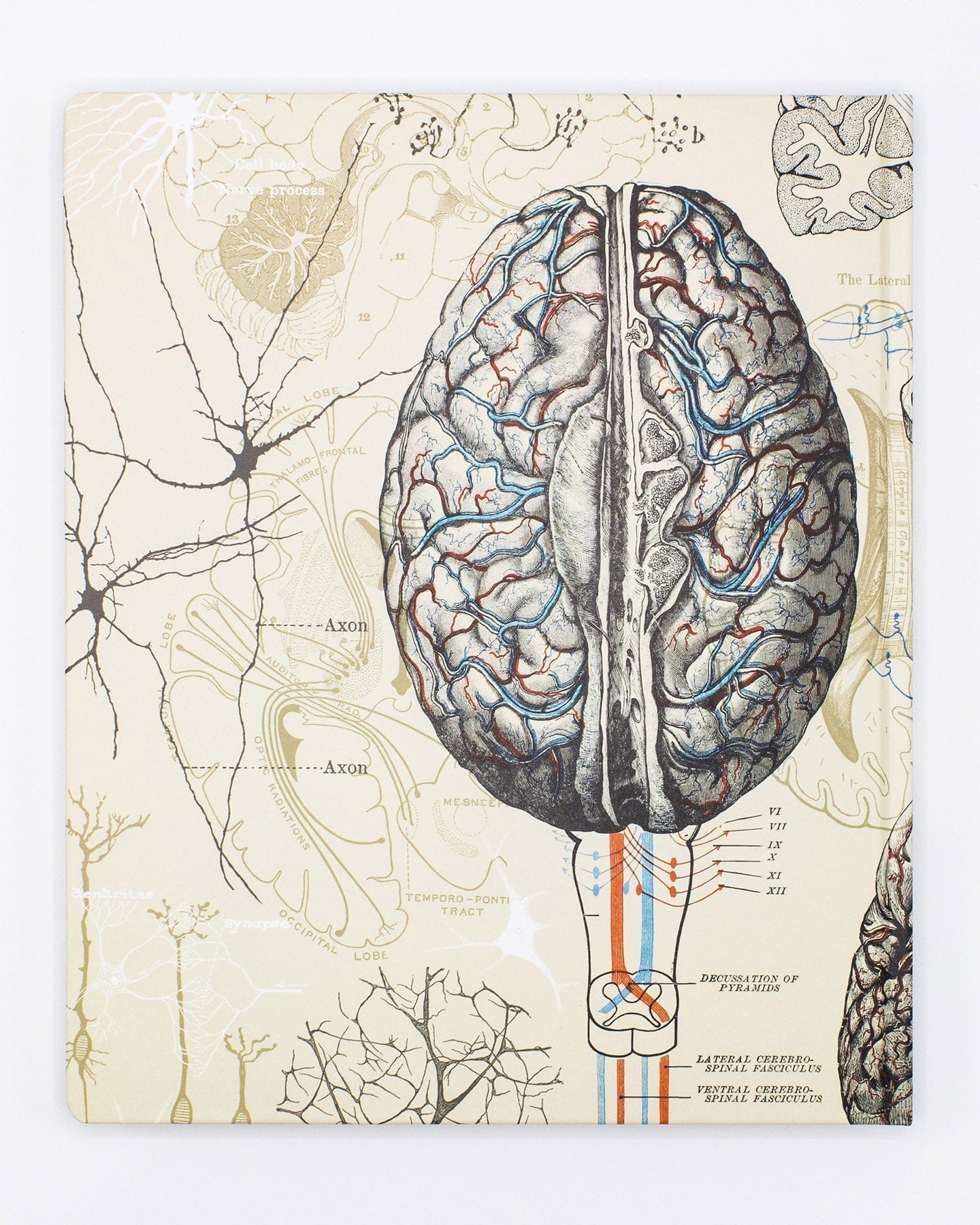 Brain & Neuroscience Lab Notebook - Image 2