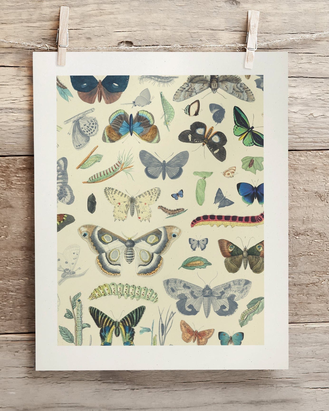 Butterfly 1 Scientific Illustration Museum Print - Image 2