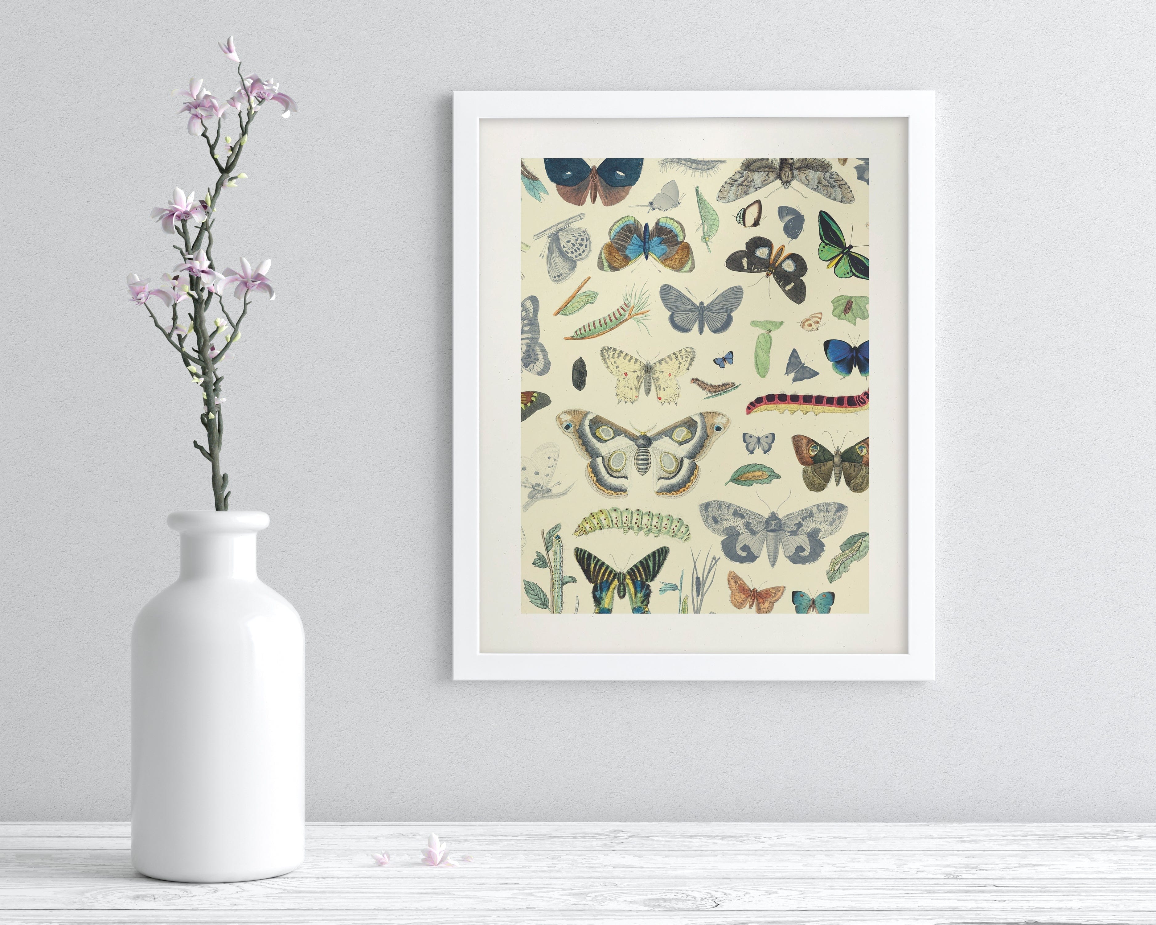 Butterfly 1 Scientific Illustration Museum Print - Image 3