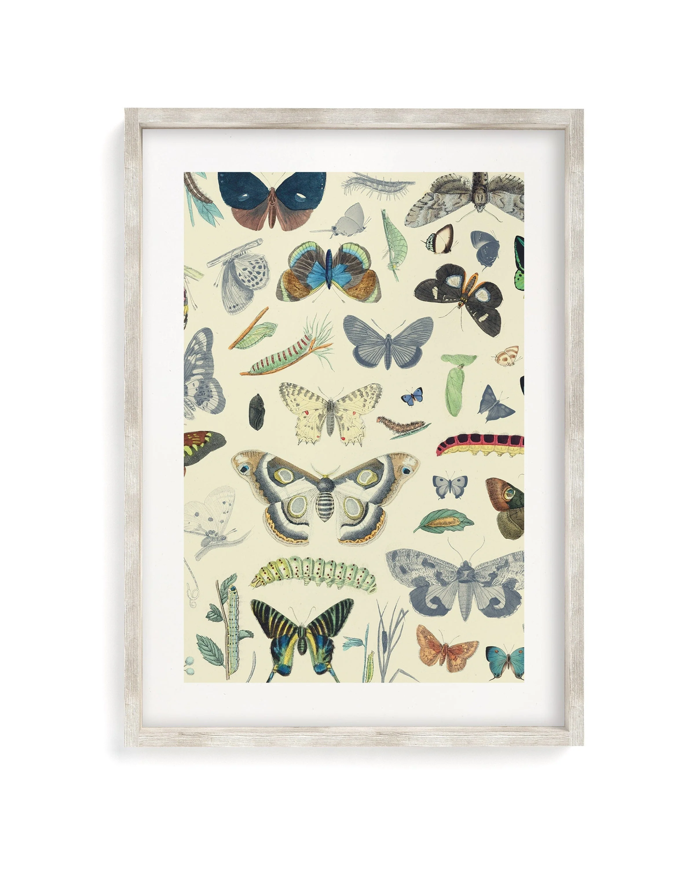 Butterfly 1 Scientific Illustration Museum Print - Image 4