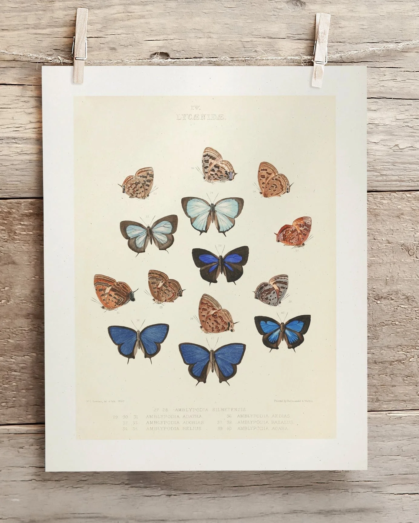 Butterfly 2 Scientific Illustration Museum Print - Image 2