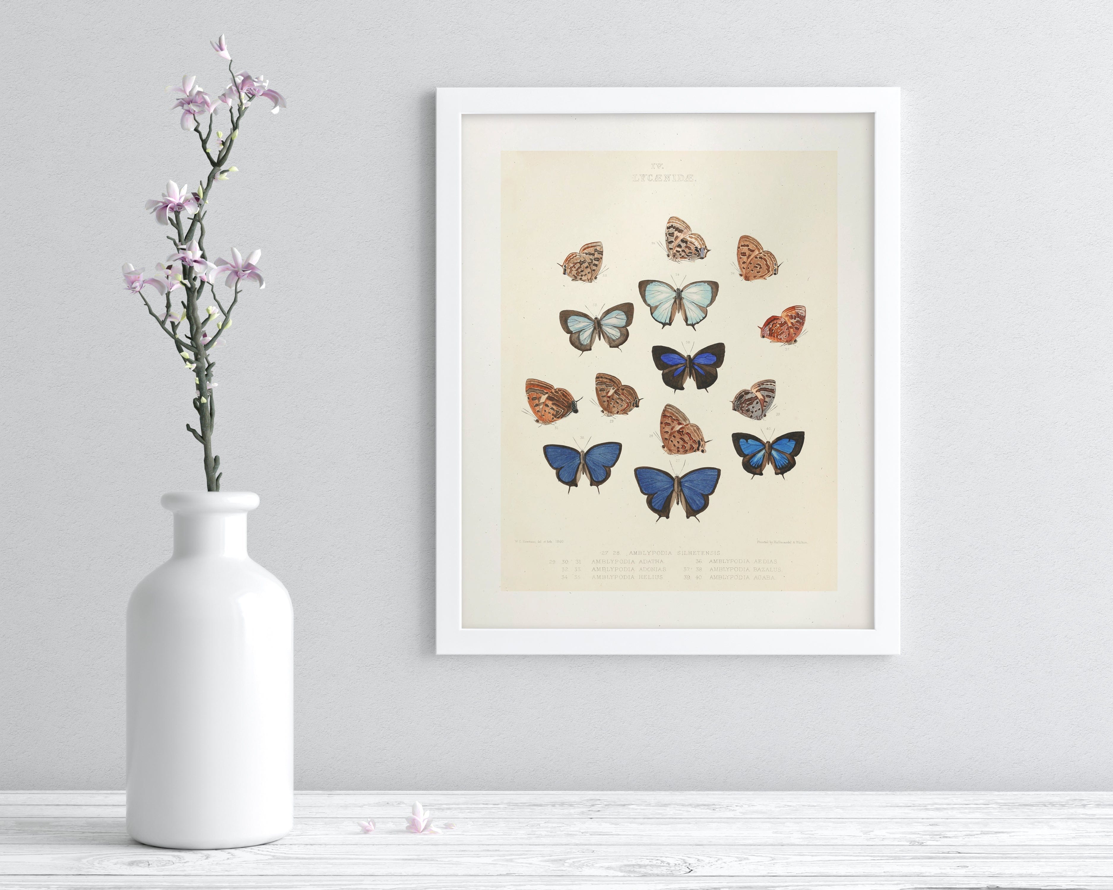 Butterfly 2 Scientific Illustration Museum Print - Image 3
