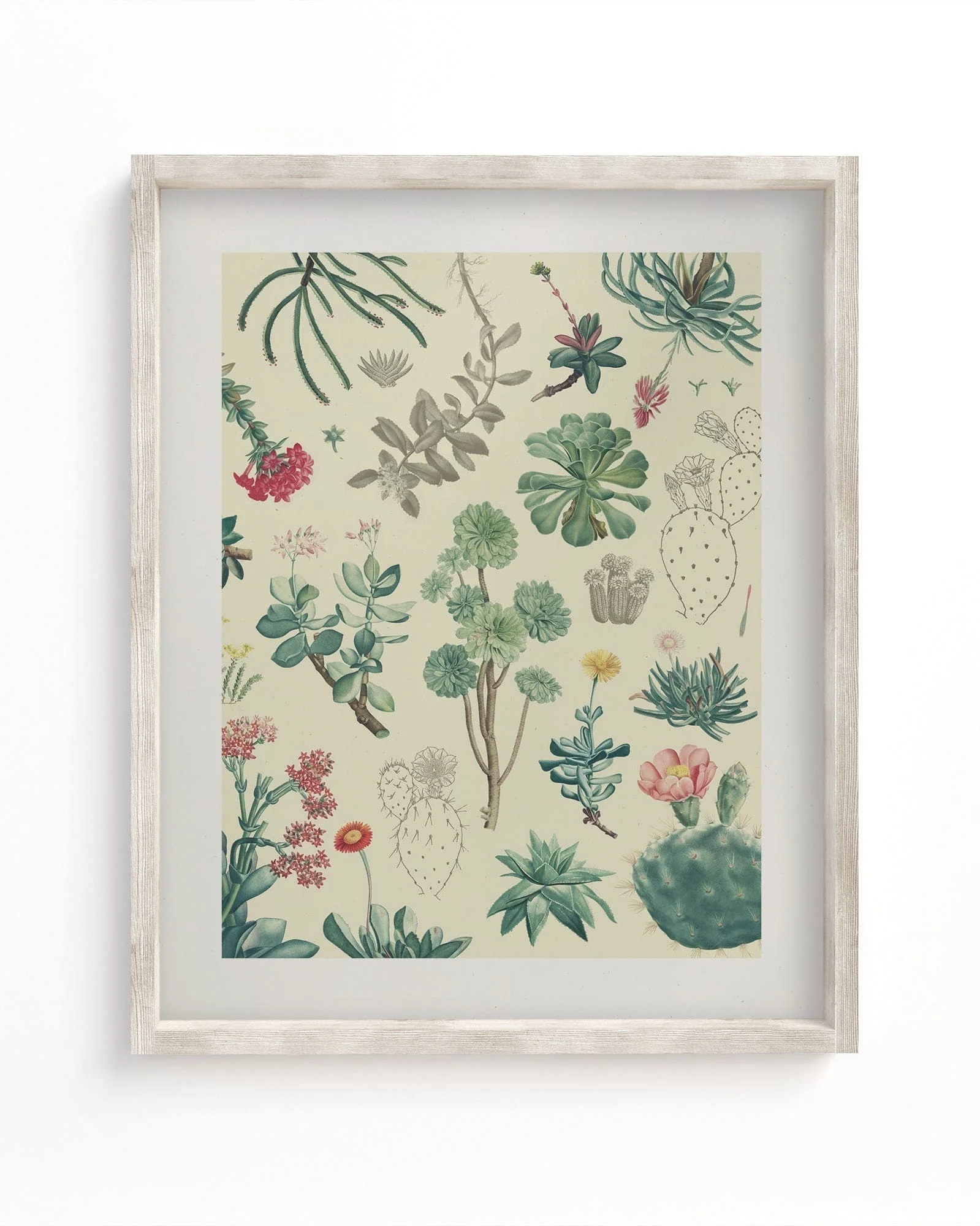 Cactus Scientific Illustration Museum Print
