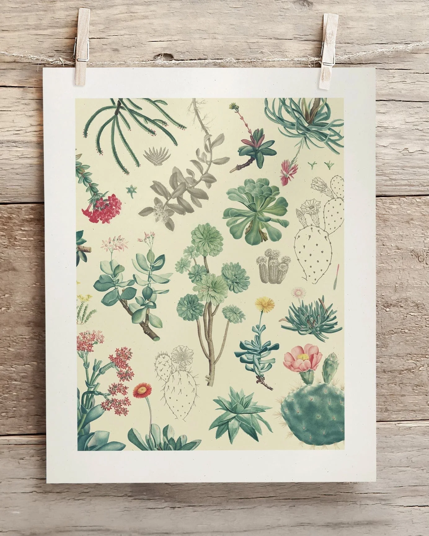 Cactus Scientific Illustration Museum Print - Image 2