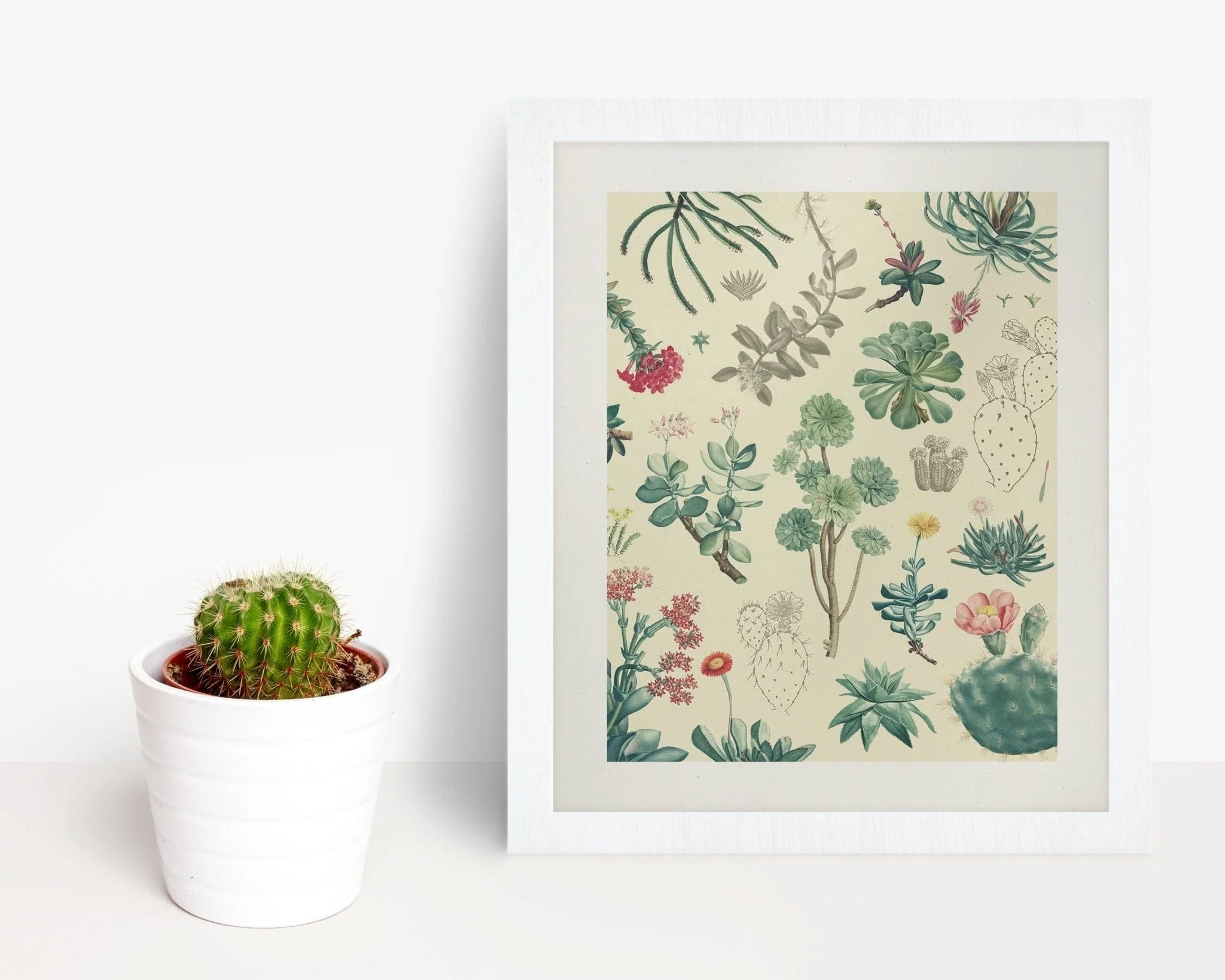 Cactus Scientific Illustration Museum Print - Image 3