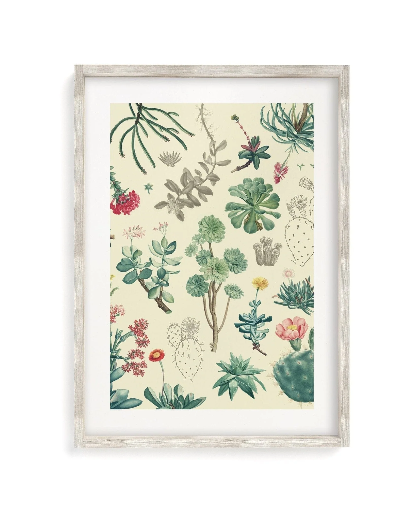 Cactus Scientific Illustration Museum Print - Image 5