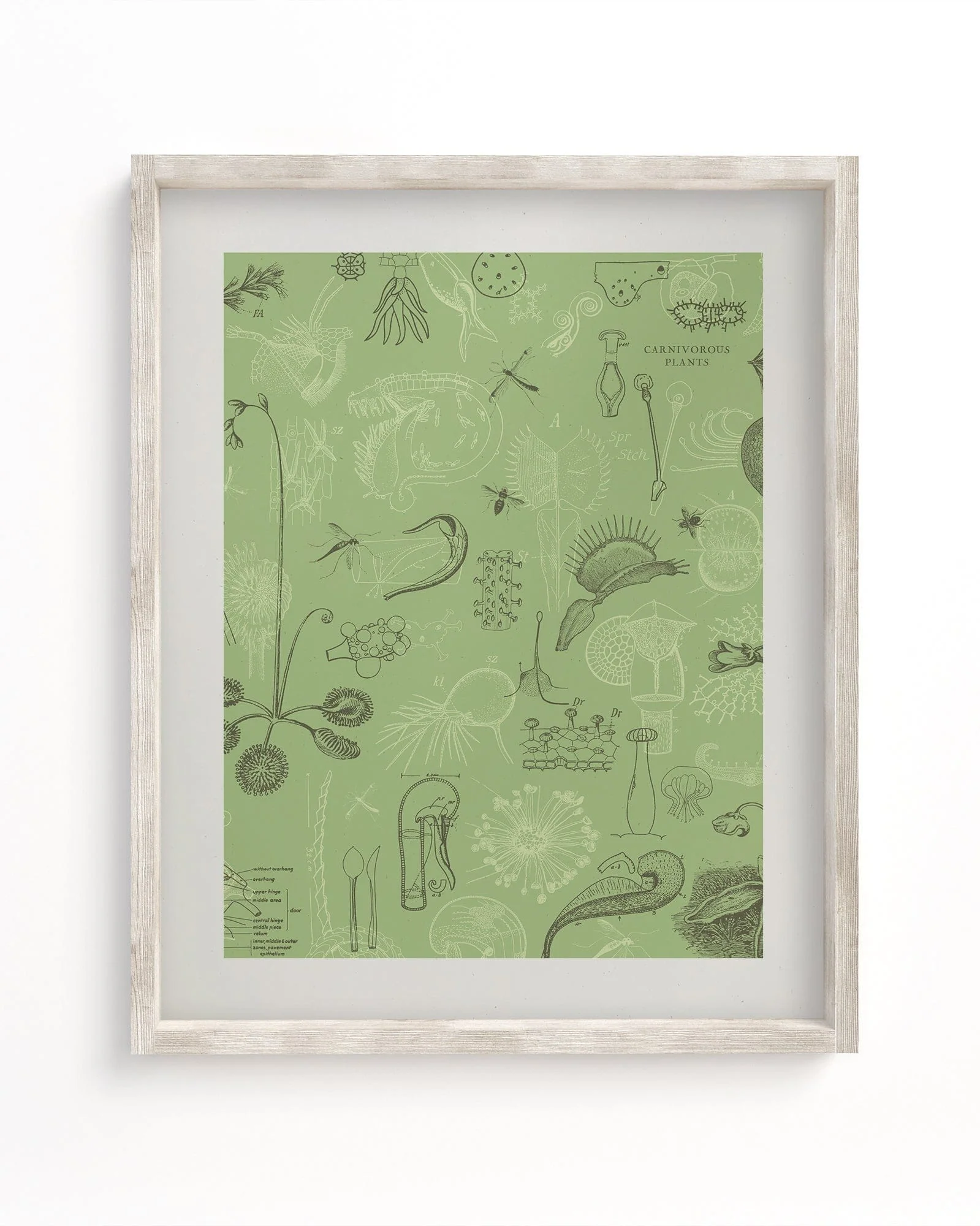 Carnivorous Plants Scientific Illustration Museum Print