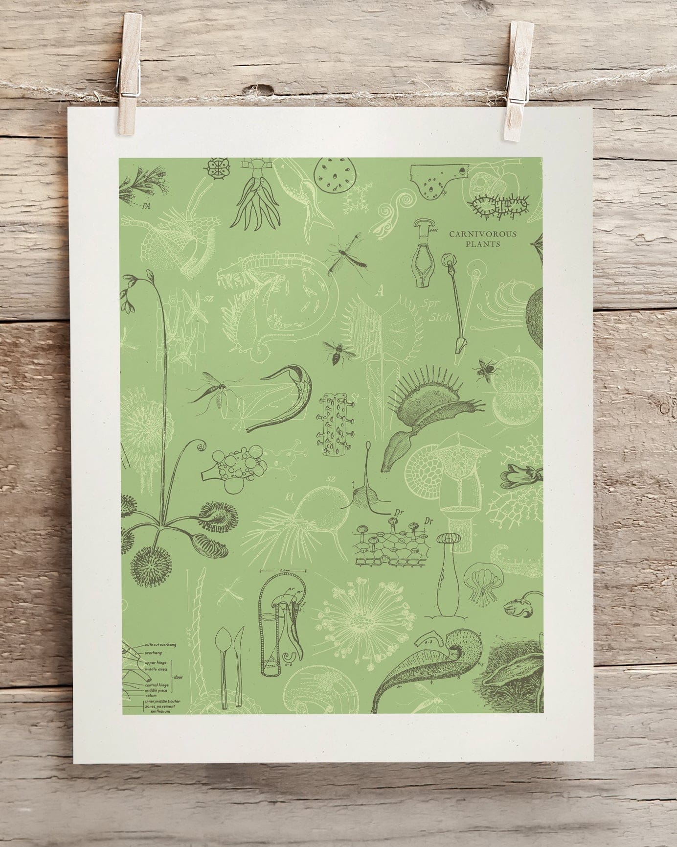 Carnivorous Plants Scientific Illustration Museum Print - Image 2
