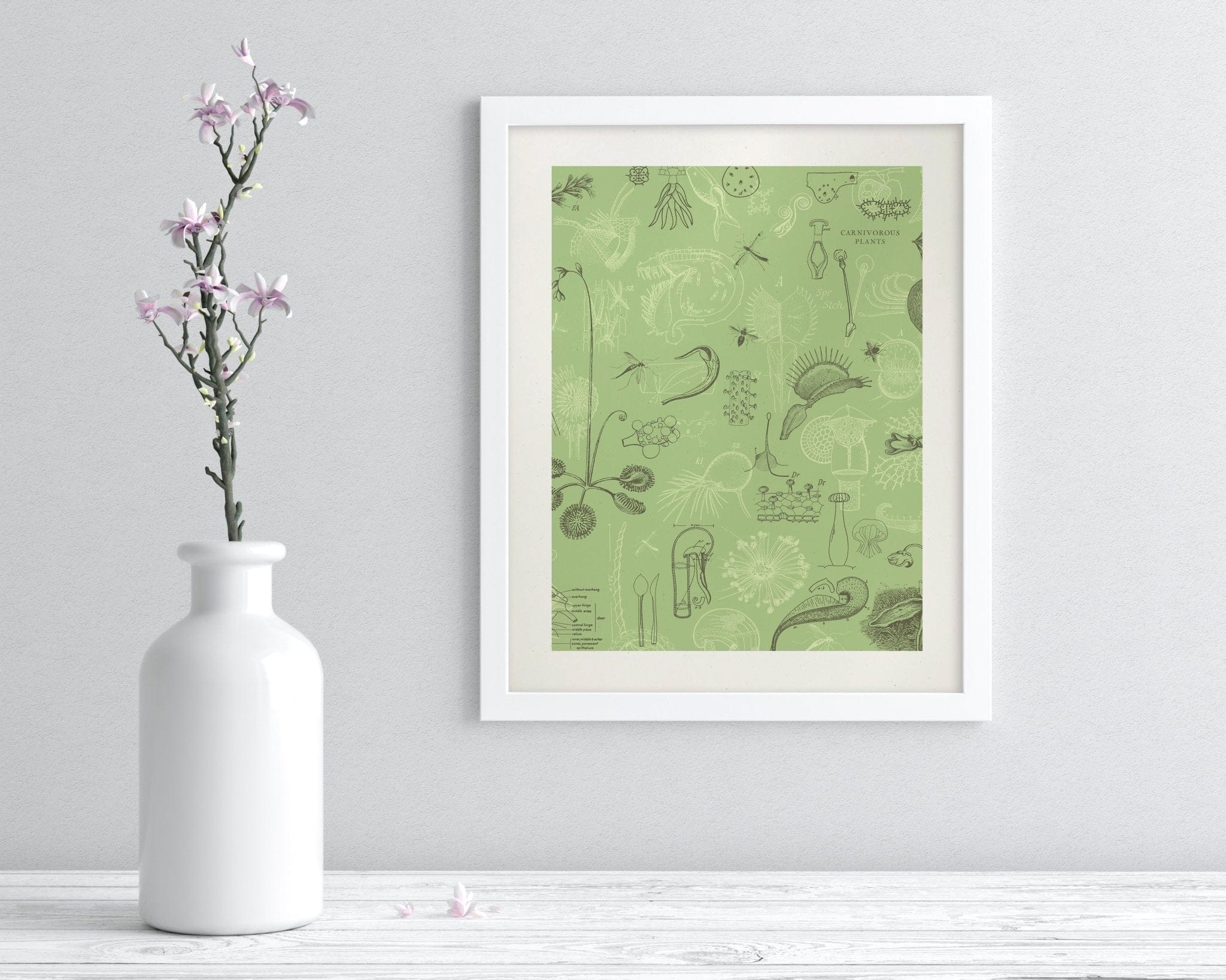 Carnivorous Plants Scientific Illustration Museum Print - Image 3