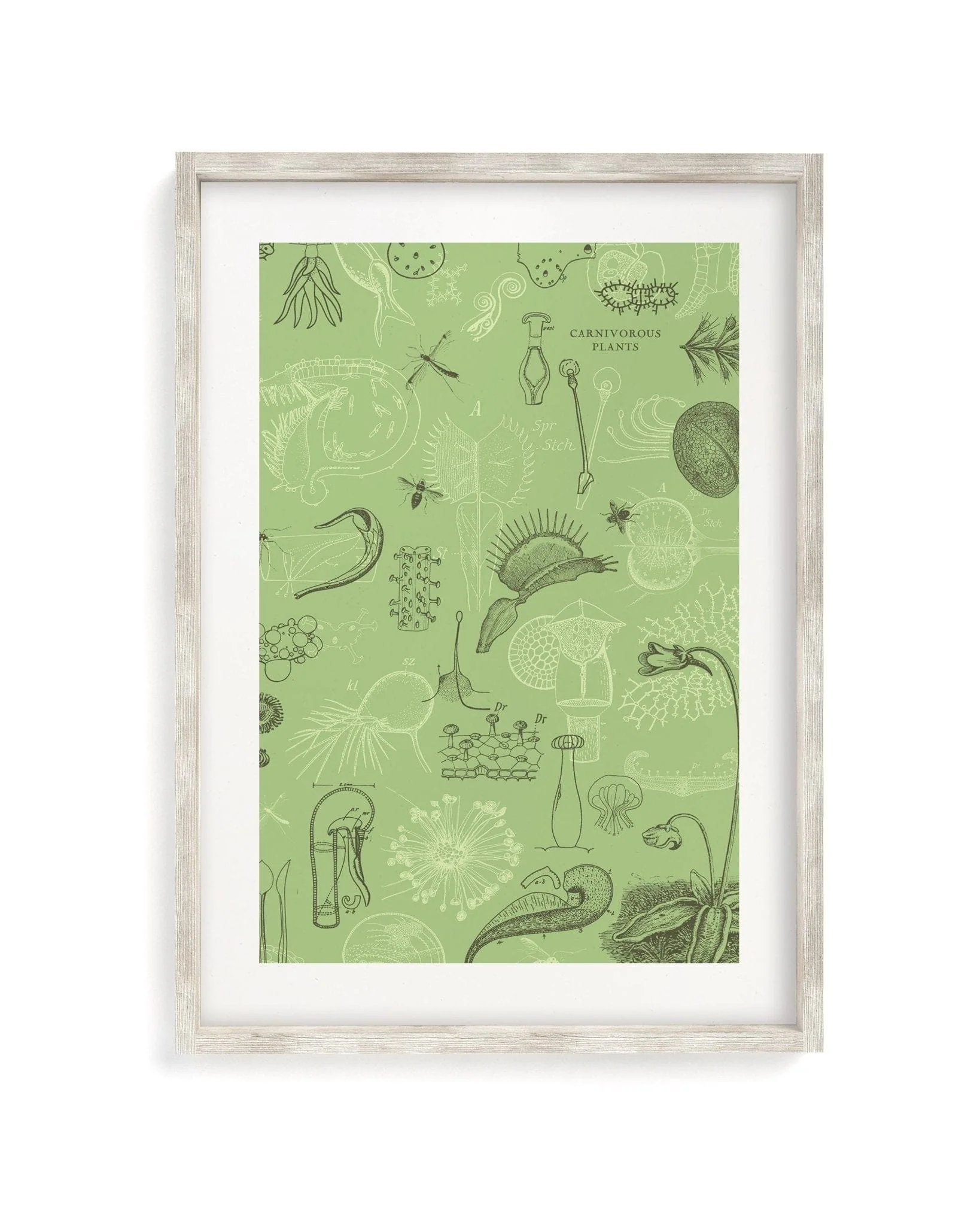 Carnivorous Plants Scientific Illustration Museum Print - Image 4