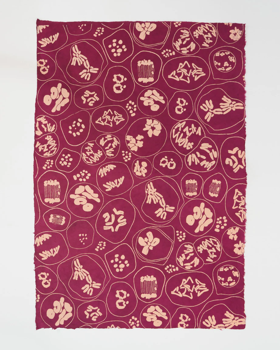 Cell Biology: Meiosis Wrapping Paper - Image 2